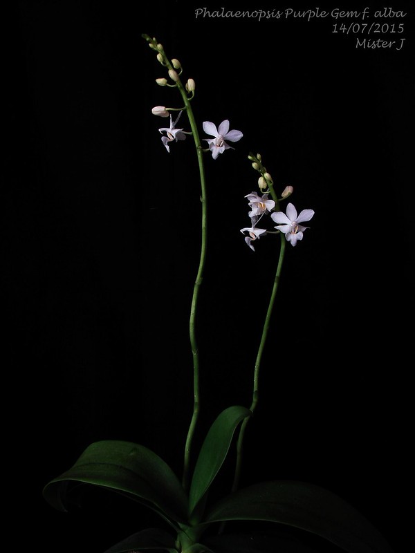 Phalaenopsis Purple Gem f. alba (pulcherrima x equestris) 19686617161_2c905b170e_c
