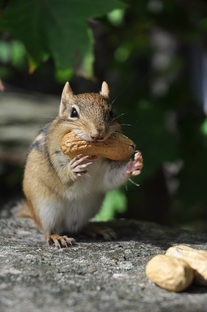 Possibly the cutest chipmunk photo in the whole world