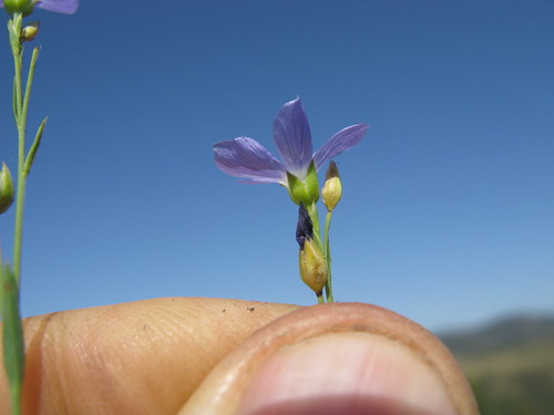 linaceae linum marginale native flax