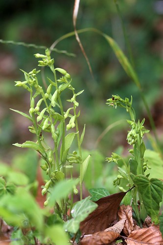 Green-flowered helleborine Epipactis phyllanthe