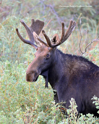 summer nature cow wildlife moose bull deer calf vevet nikontamron bradchristensen dillonbeaverheadbeaverheaddeerlodgenationalforest photosofsouthwestmontana