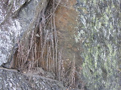Spider Webs and Lichen 11