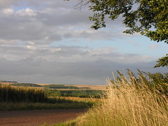 Wheat against Sky 01 - Photo of Le Mesnil-Saint-Firmin