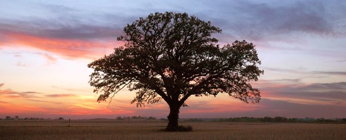 trees sunset tree topv111 geotagged oak top20sunrisesunset favme 100v10f top20pano notblogged oaktree topten burroak geo:lat=404675 geo:lon=895322 notei loneoaktree notcipb nottwit