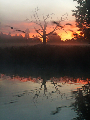 uk england mist lake tree water sunrise dead dawn ducks deadtree ghosts slough berkshire kevday langleypark