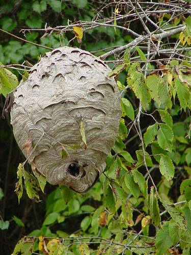 congaree national park swamp monument hornets nest nature geotagged geolat3375675 geolon8069225 nationalpark