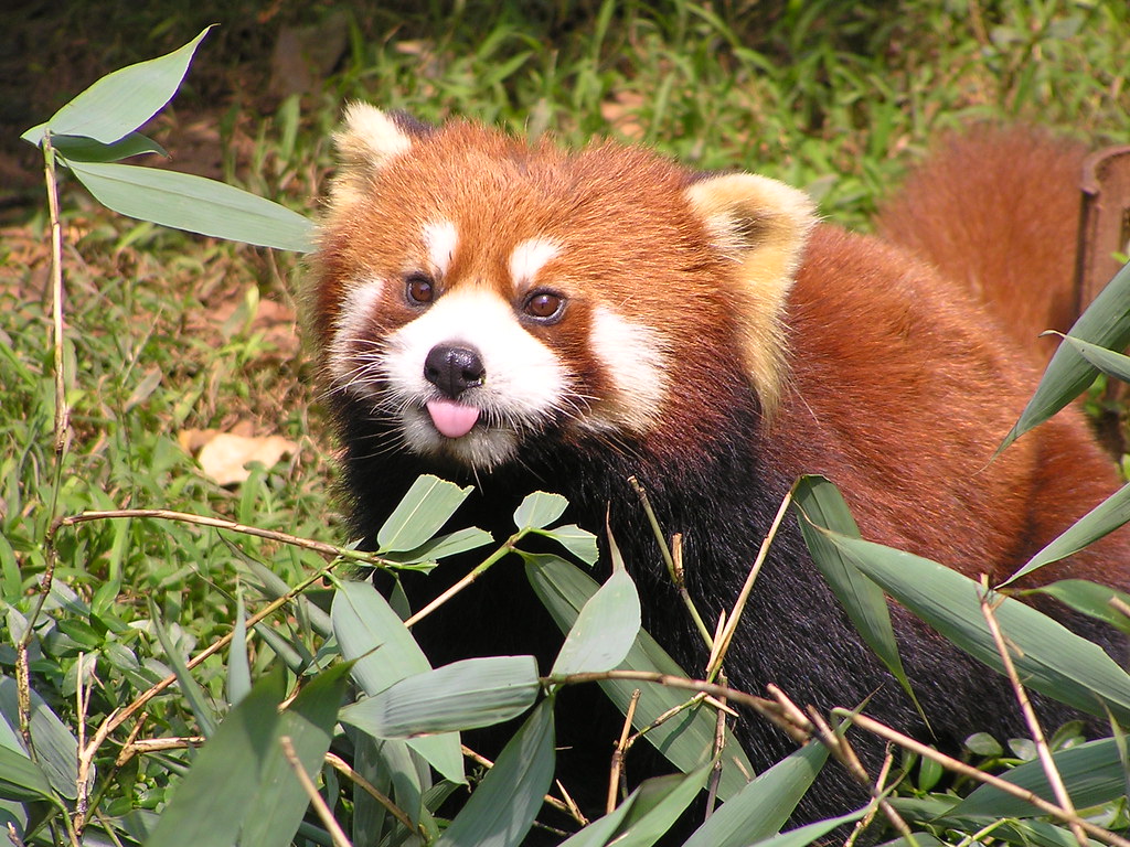 Red Pandas The Amazing Animal Absolutely Dependent On A Small Fragile Ecosystem At Risk From Human Development