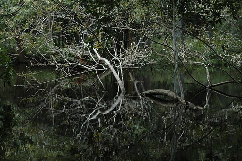 lake forest nikond70 kerala wayanad kuruvadweep
