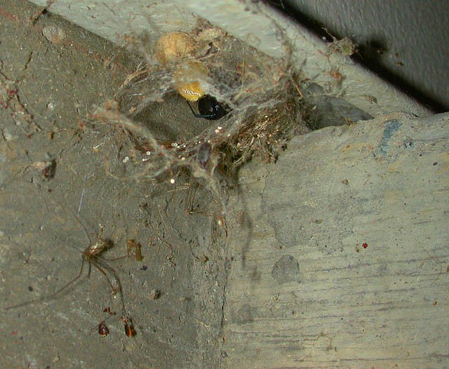 Picture of black widow spider nest, spider solitaire, kill