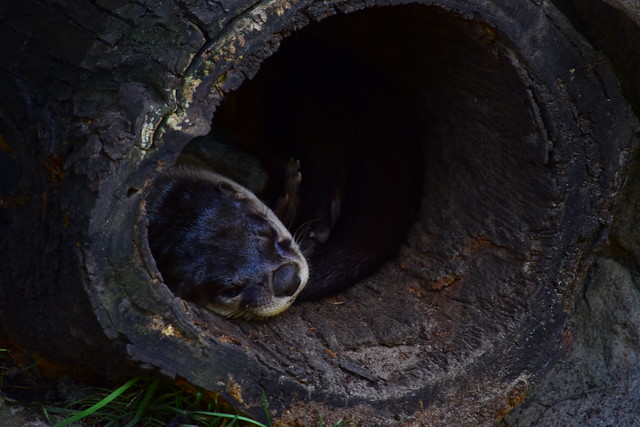Sleeping Otter