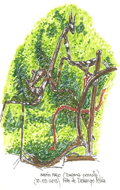 Mantis palo (Empusa pennata)
