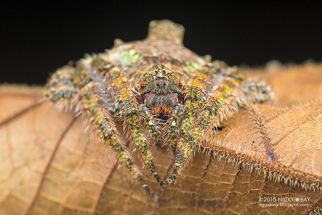 Wrap-around spider (Dolophones sp.) - DSC_5017