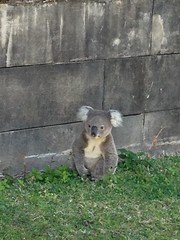 koala, Trial Bay Gaol_300715_0000