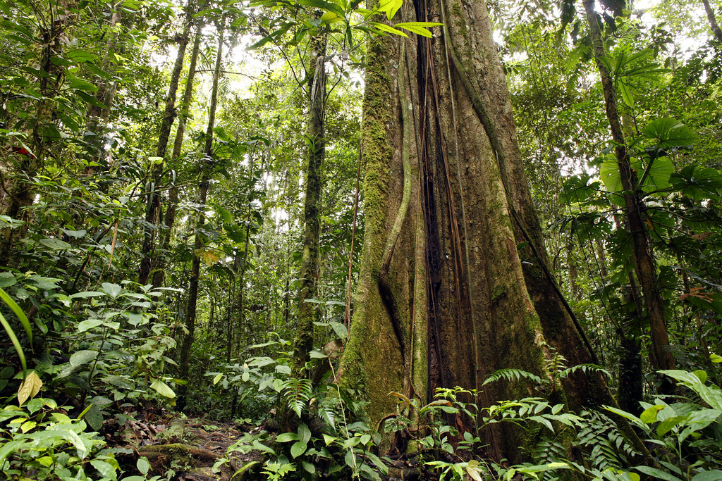Forêt amazonienne équatorienne