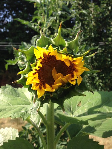 Sunflower heart.