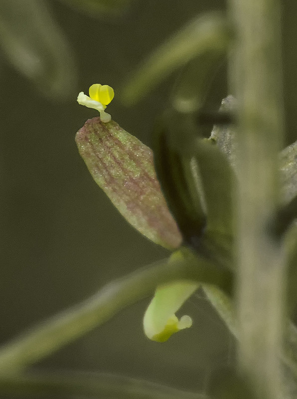 Crane-fly flower with misplaced pollinaria