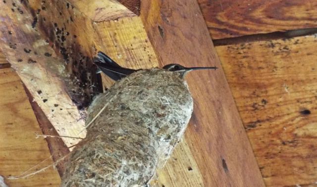 Blue-throated Hummingbird on nest, SWRS