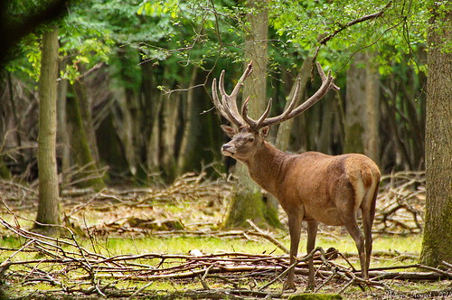 red wild stag wildlife deer espace rambouillet cerf sauvage faune espacerambouillet