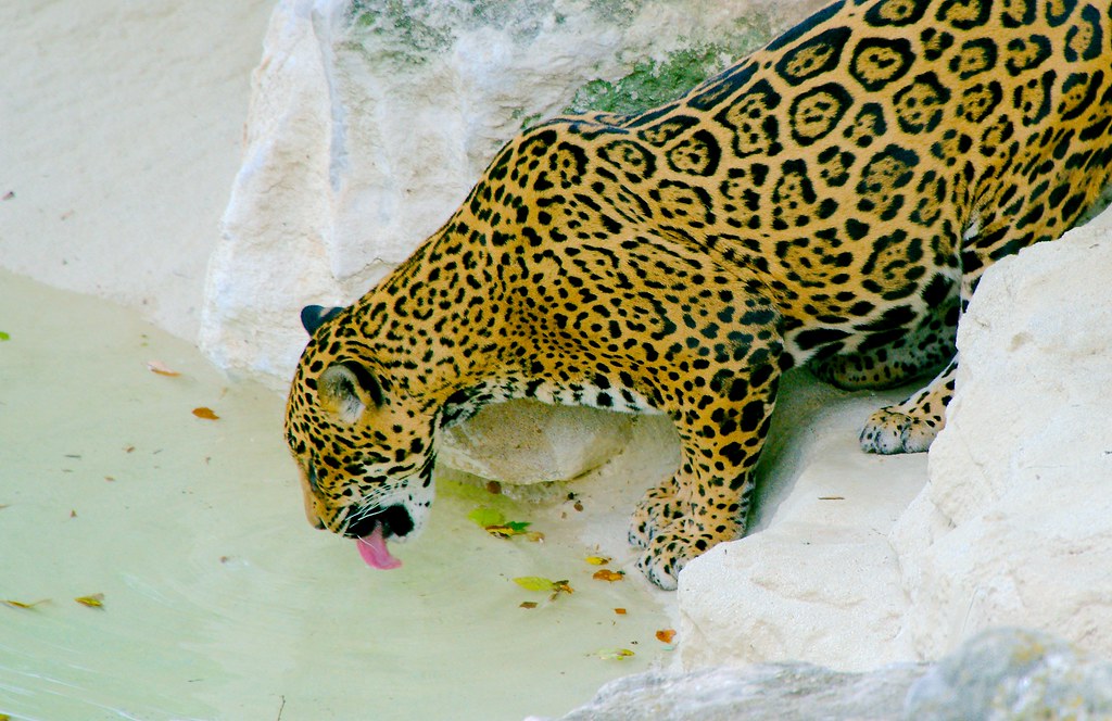 Jaguar (Panthera onca)_9