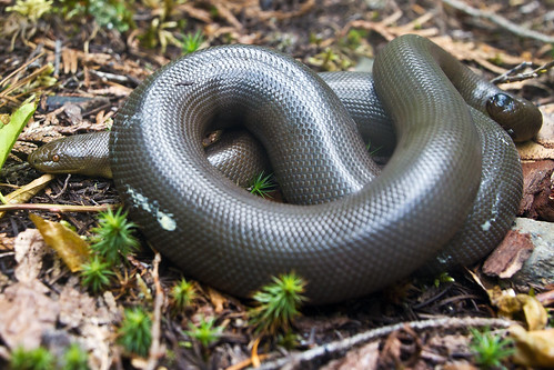 snake britishcolumbia rubber boa skagitriver charina skagitvalleyprovincialpark hikingbritishcolumbia