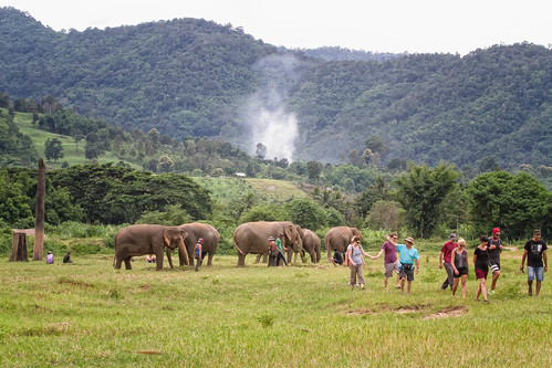 elephant thailand chiangmai elefante elephantnaturepark