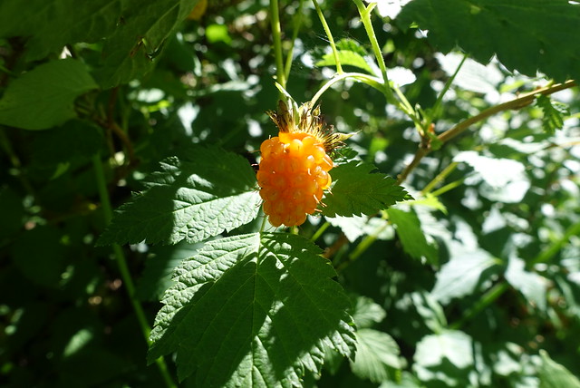 Salmonberry, more tempting than edible