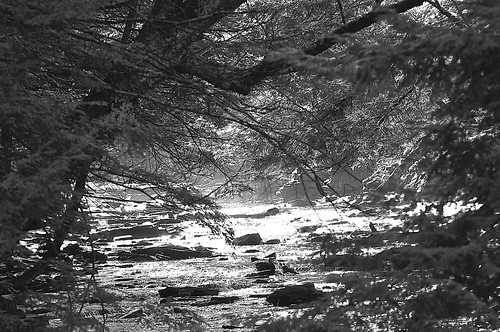 montrose pennsylvania saltspringsstatepark winter januarythaw fallbrooktrail fallbrook gorge light shadow blackwhite