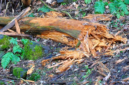 montrose pennsylvania saltspringsstatepark winter januarythaw deadwood shreddedwood recent hungrybear