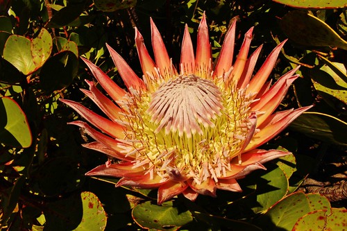 A beautiful Protea.  The national flower of South Africa