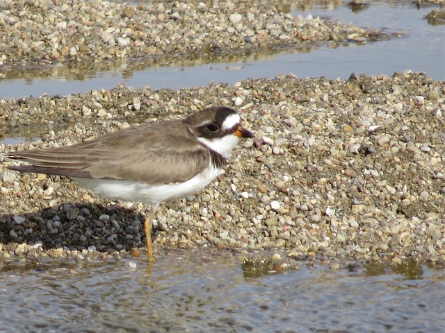 Semipalmated Plover at the El Paso Sewage Treatment Center in Woodford County, IL 01
