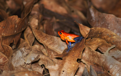 costarica frog laselva sarapiqui laselvabiologicalstation strawberrypoisondartfrog oophagapumilio suenoazulhotel