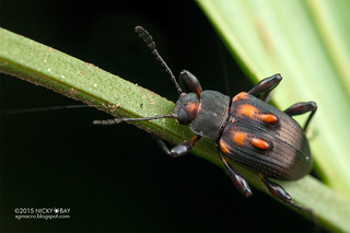 Darkling beetle (Phymatosoma rufonotatum) - DSC_5998