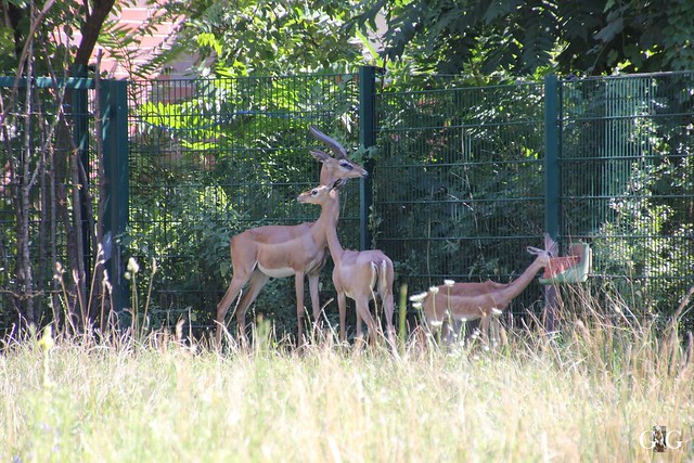 Tierpark Friedrichsfelde 02.08.2015100