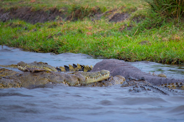 Crocodiles eating a trunk