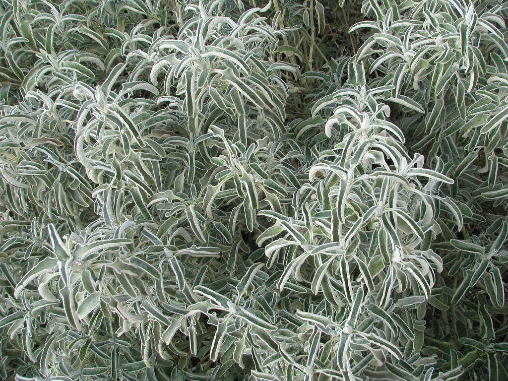 Phlomis angustifolia
