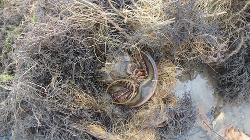 Coastal horseshoe crab (Tachypleus gigas) trapped in abandoned fish net at Berlayar Creek