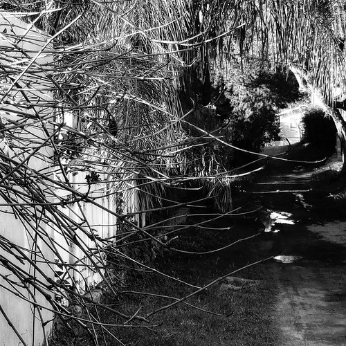 noiretblanc nature landscape trees tangle branches earth time life house sunlight shadows humans fences wandering finding another way back home existence reality dream