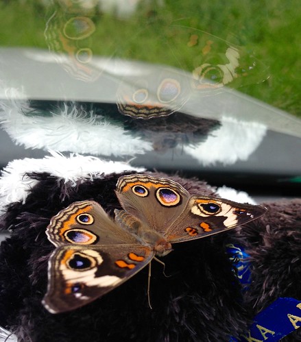 summer macro reflections butterfly arkansas iphone