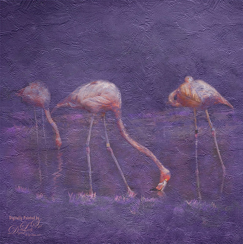 Image of Caribbean Flamingoes