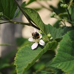 Hummel sammelt Honig an einer Brombeerblüte