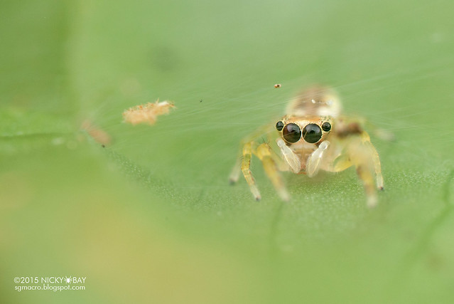Jumping spider (Salticidae) - DSC_5580