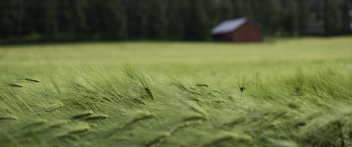 summer nature field finland countryside wheat argiculture artjärvi