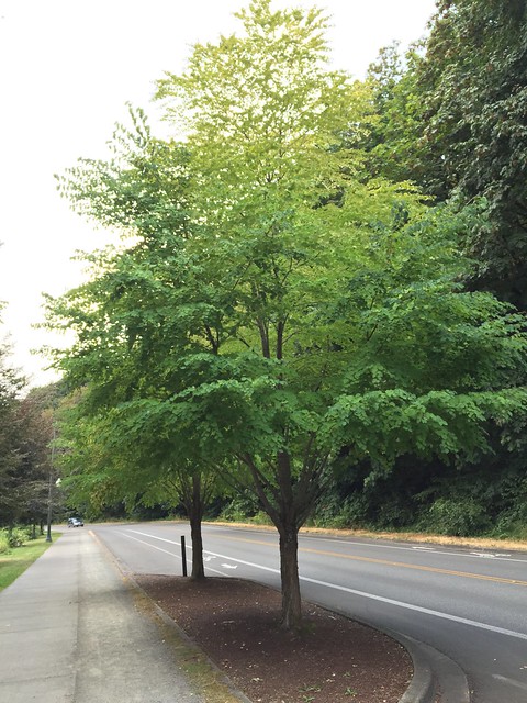 ombre tree