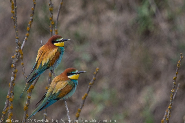 Couple of european bee-eaters sitting on a branch