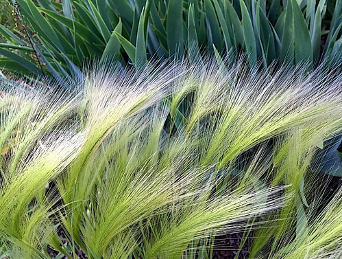 plants green texture grass pattern brushes stalks wisps tassles