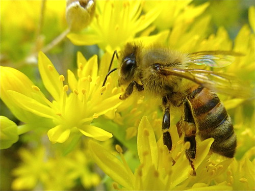 france lumix frankreich bee alsace été francia juillet abeille biene 68 hautrhin photonumérique willersurthur tz35 lumixdmctz35 été2015 juillet2015 5juillet2015