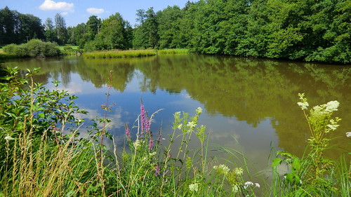 lake water germany landscape deutschland see wasser outdoor natur blumen landschaft wald sunnyday flowsers southerngermany wuerttemberg sueddeutschland ostalb