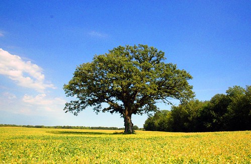trees tree geotagged illinois oak notblogged oaktree burroak geo:lat=404675 geo:lon=895324 notei loneoaktree notcipb nottwit
