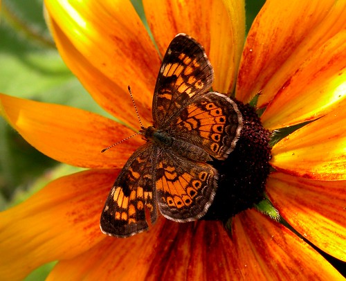 park flowers red orange brown flower macro nature closeup fauna butterfly catchycolors garden photography photo flora colorful pix close moth pic msoller