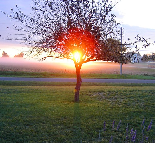 2005 morning november 15fav november2005 tree nature fog sunrise outside illinois country 100views metamora
